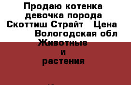 Продаю котенка девочка порода Скоттиш Страйт › Цена ­ 3 000 - Вологодская обл. Животные и растения » Кошки   . Вологодская обл.